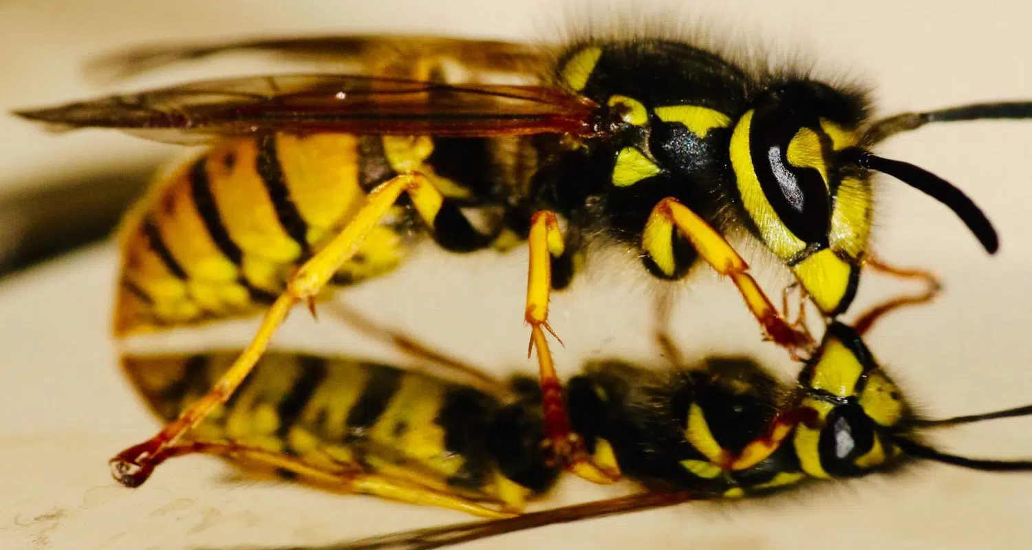 pest removal expert pest control blog