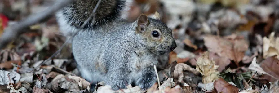 pest control for squirrels bournemouth