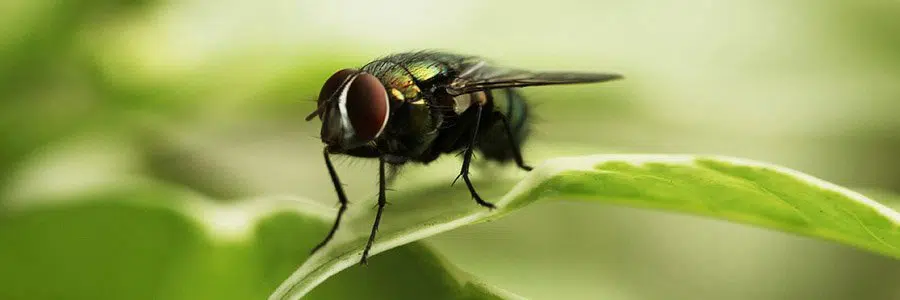 pest control for insects christchurch