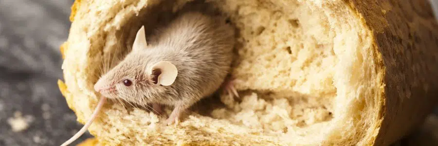 pest control for mice poole
