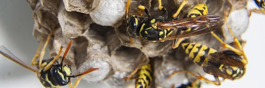 pest control for wasps poole