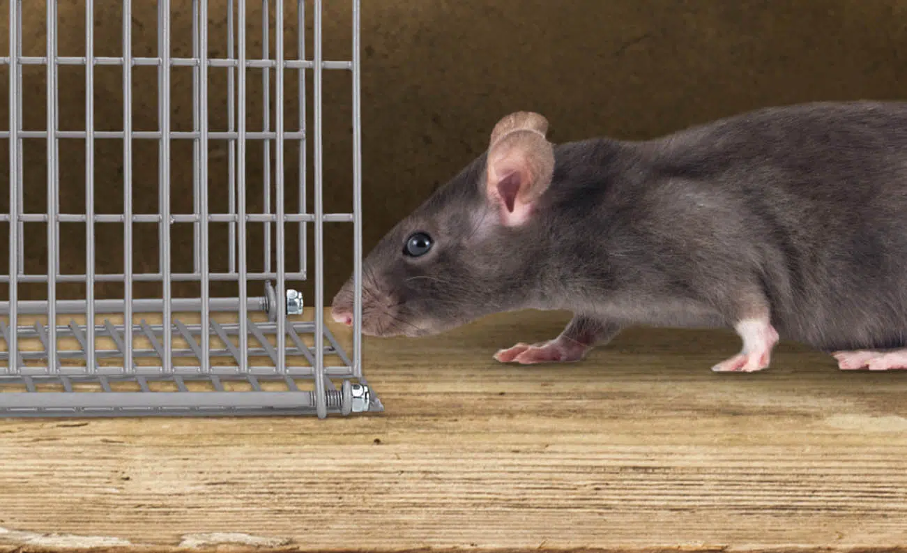 live rat traps pest control for rats bournemouth