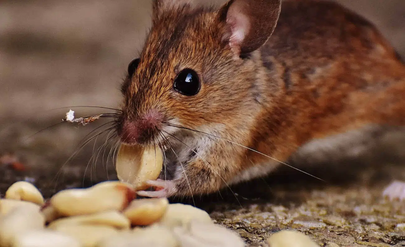 mouse proofing your home why important