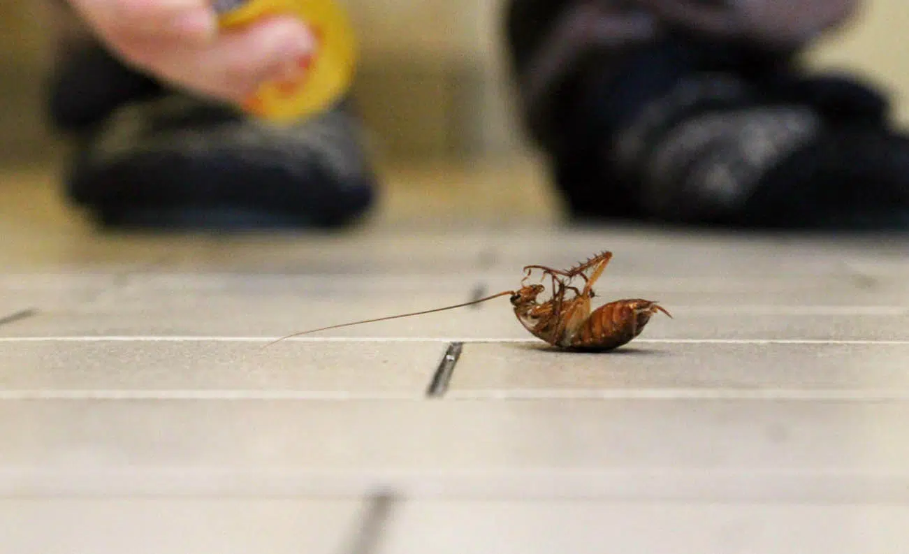 pests that are resistant to pesticides in bournemouth