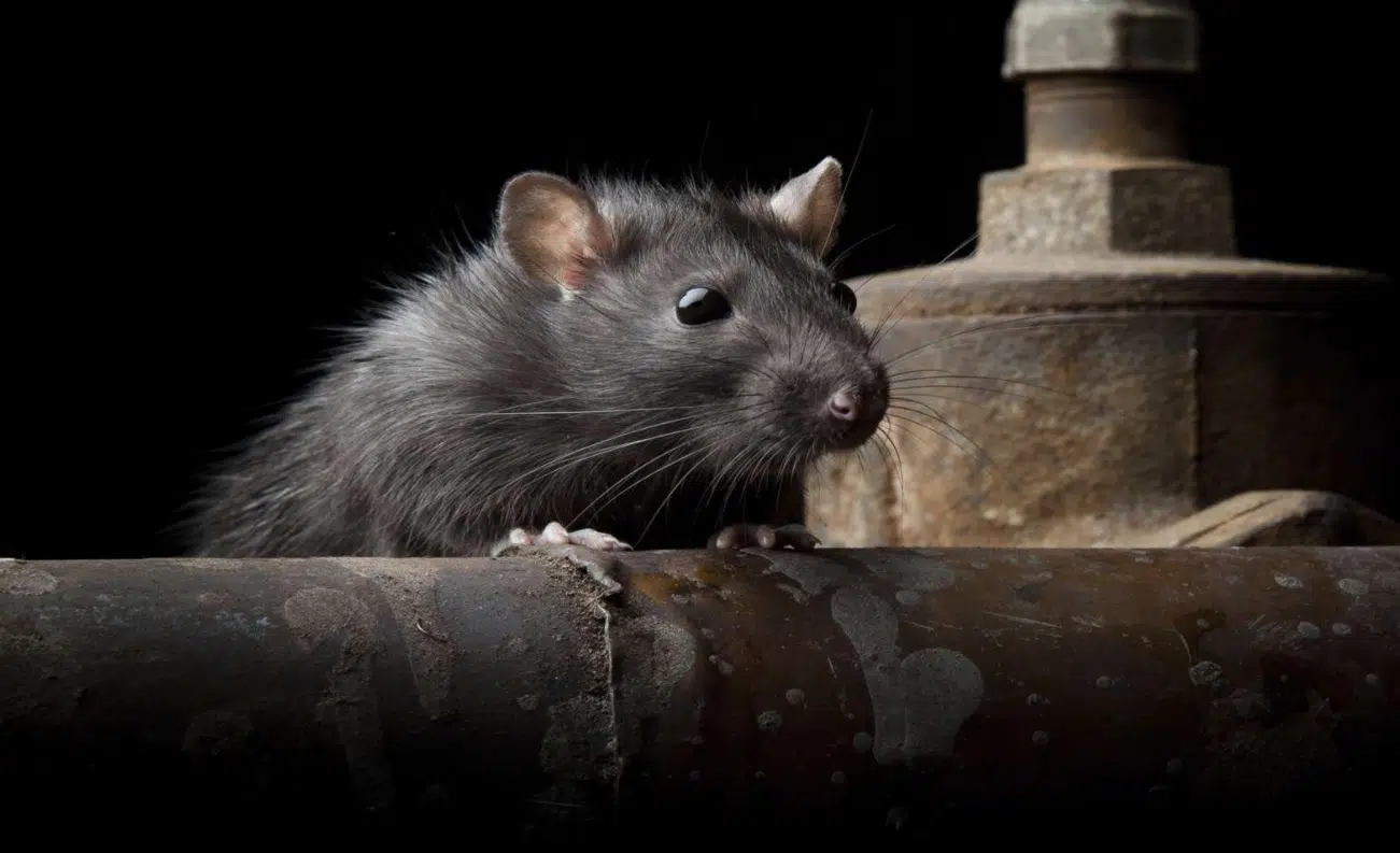 plumbing leaks that can lead to pest infestations in bournemouth