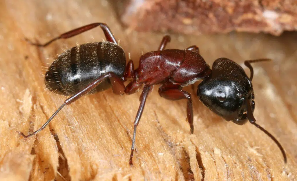 springtime is coming increase in black ants bournemouth