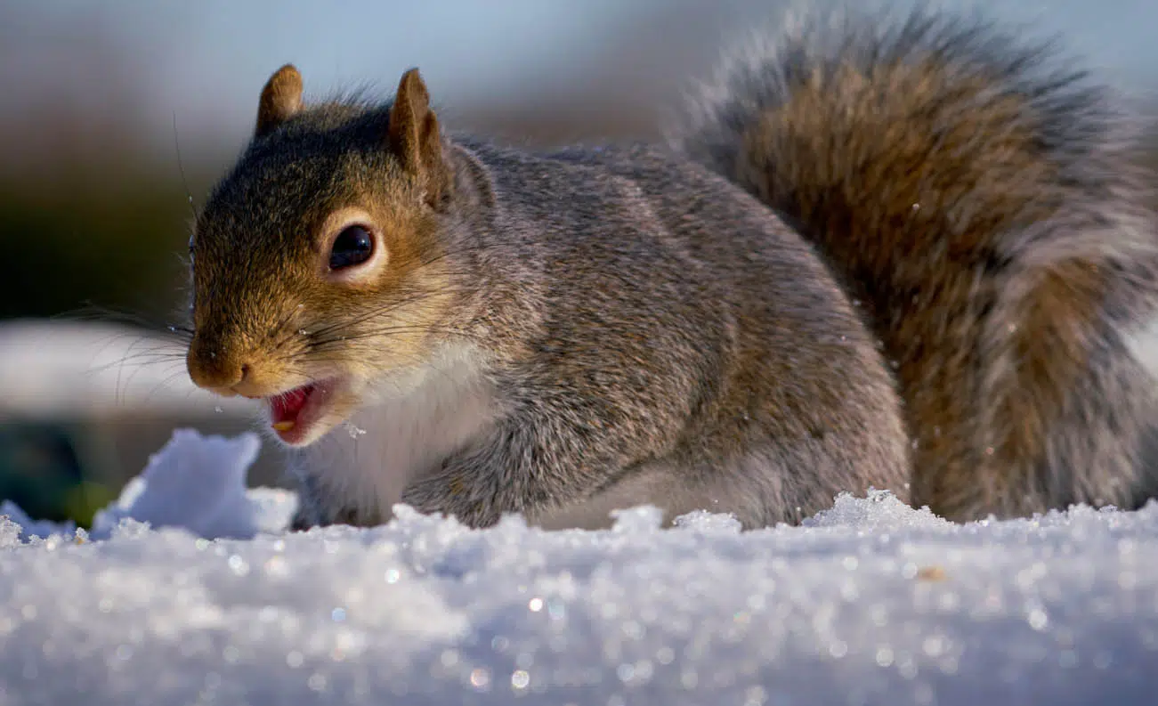 where do squirrels go in winter pest removal expert bournemouth