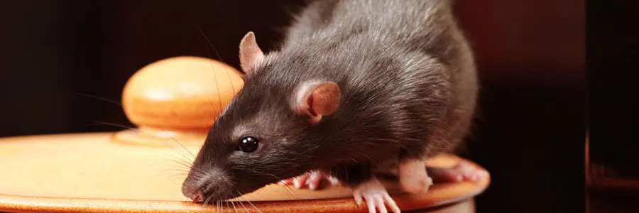 pest control for rats dorset