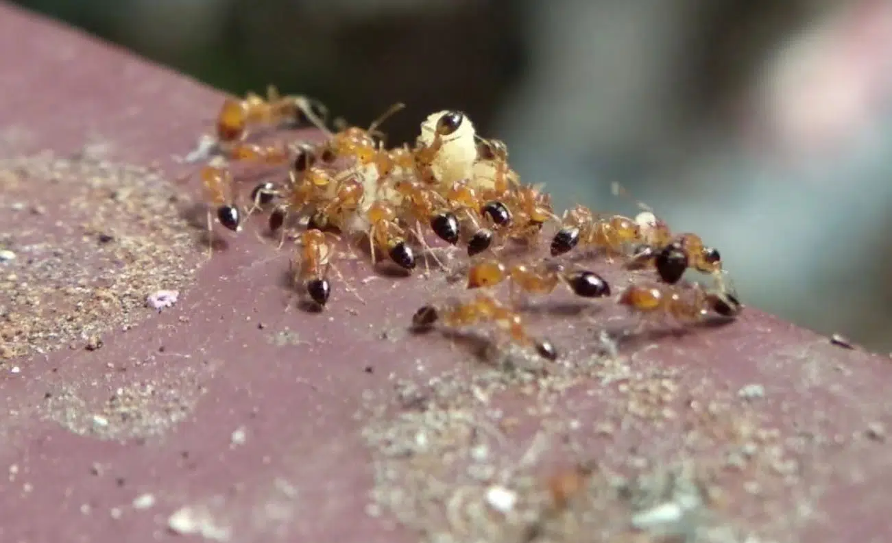 foods that ants are attracted to bournemouth