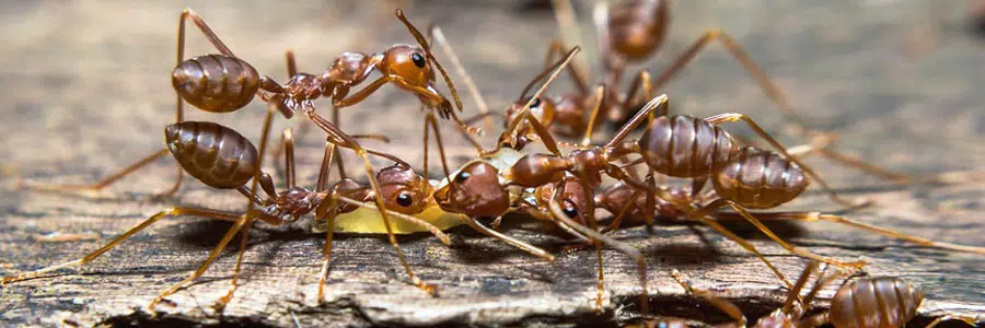 pest control for ants hampshire