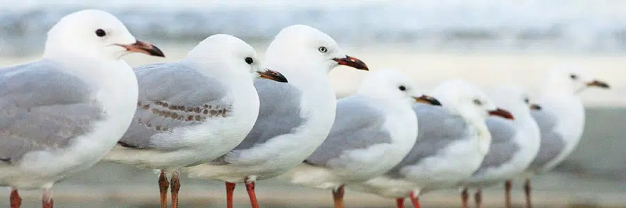 pest control for birds highcliffe