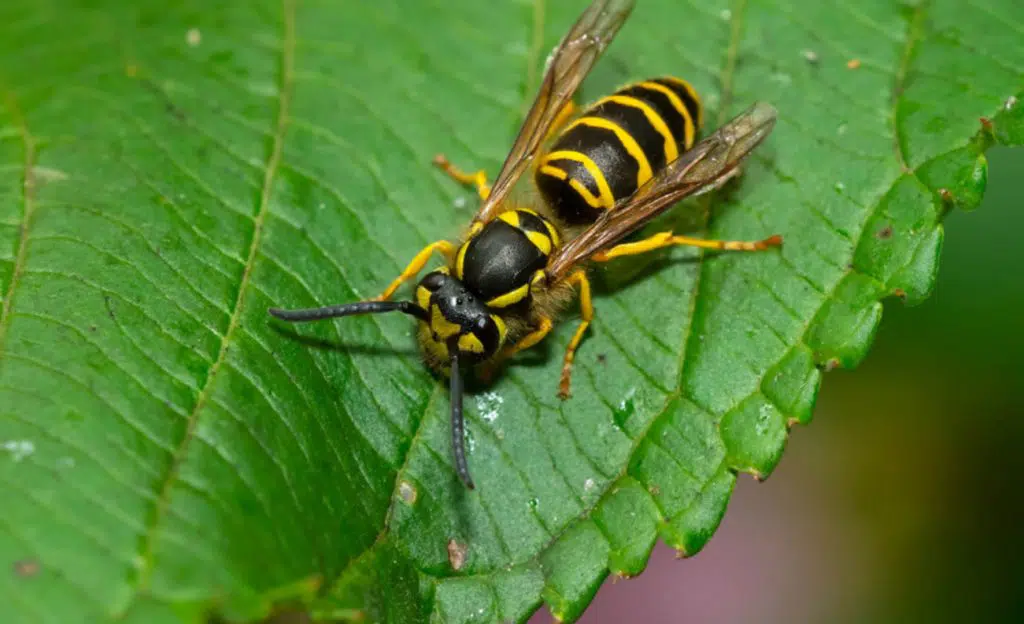 how to deter wasps from home and garden bournemouth