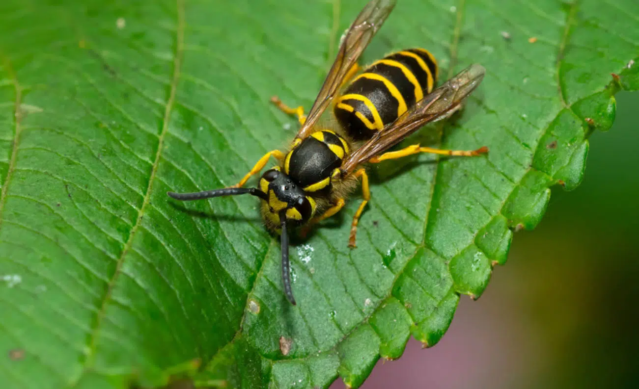 how to deter wasps from home and garden bournemouth