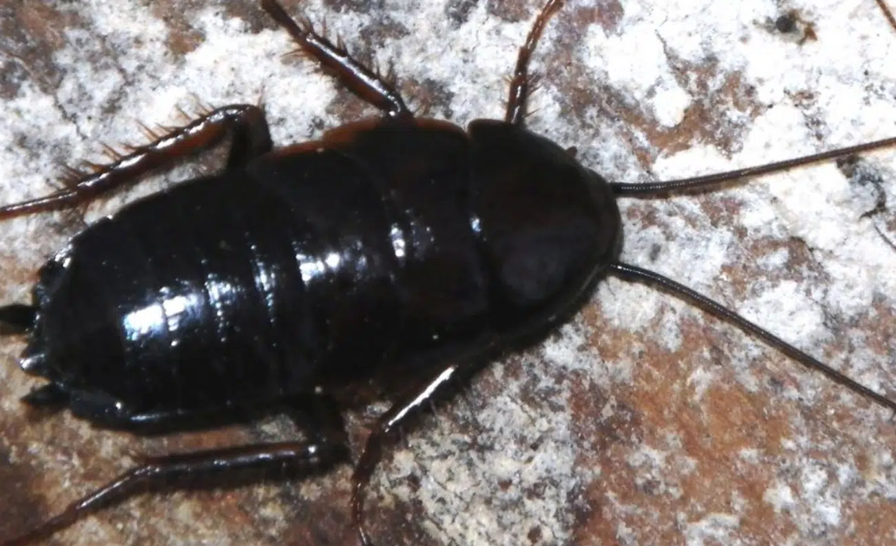 how to keep house pest free winter bournemouth