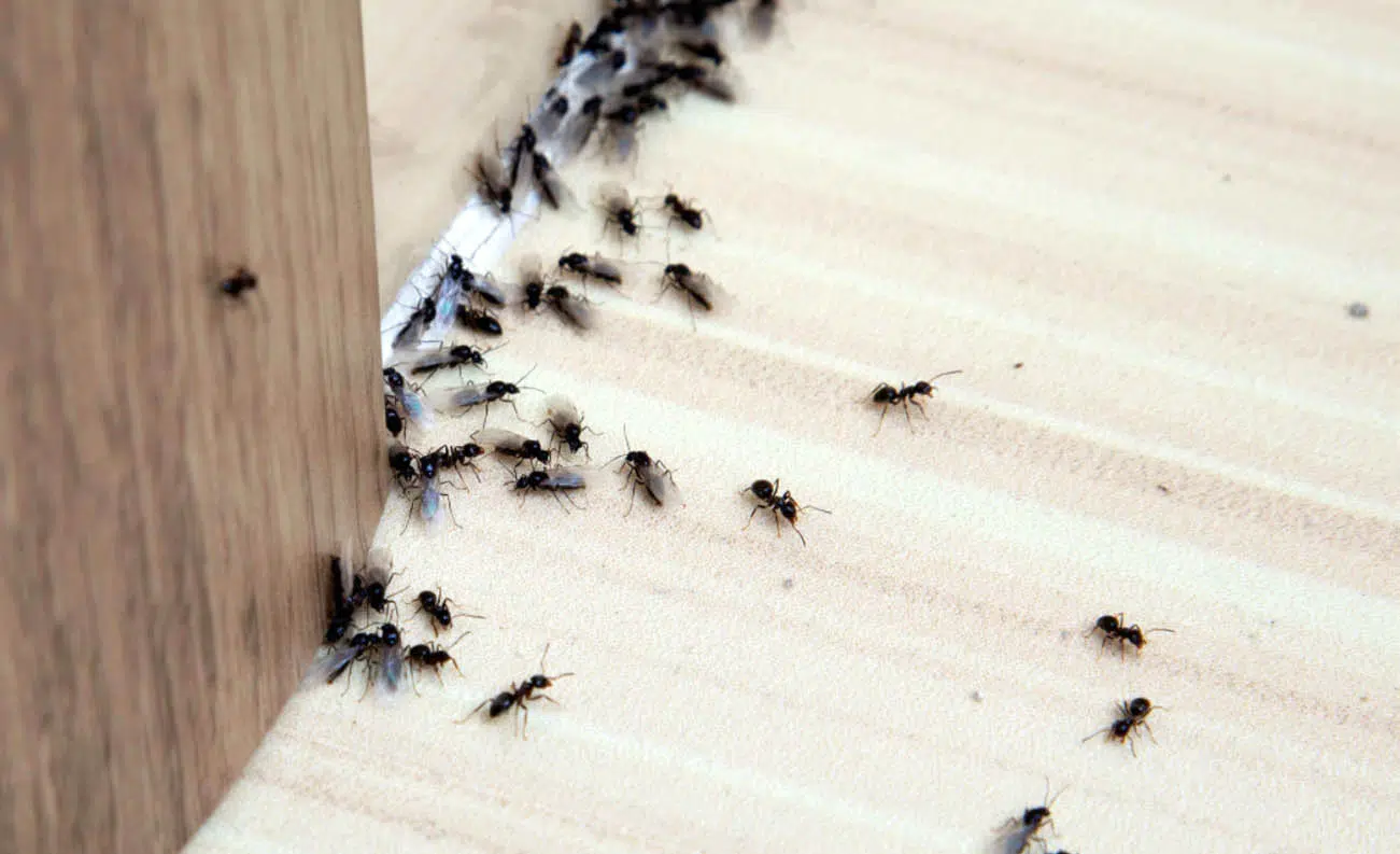 natural ant deterrents for your home bournemouth