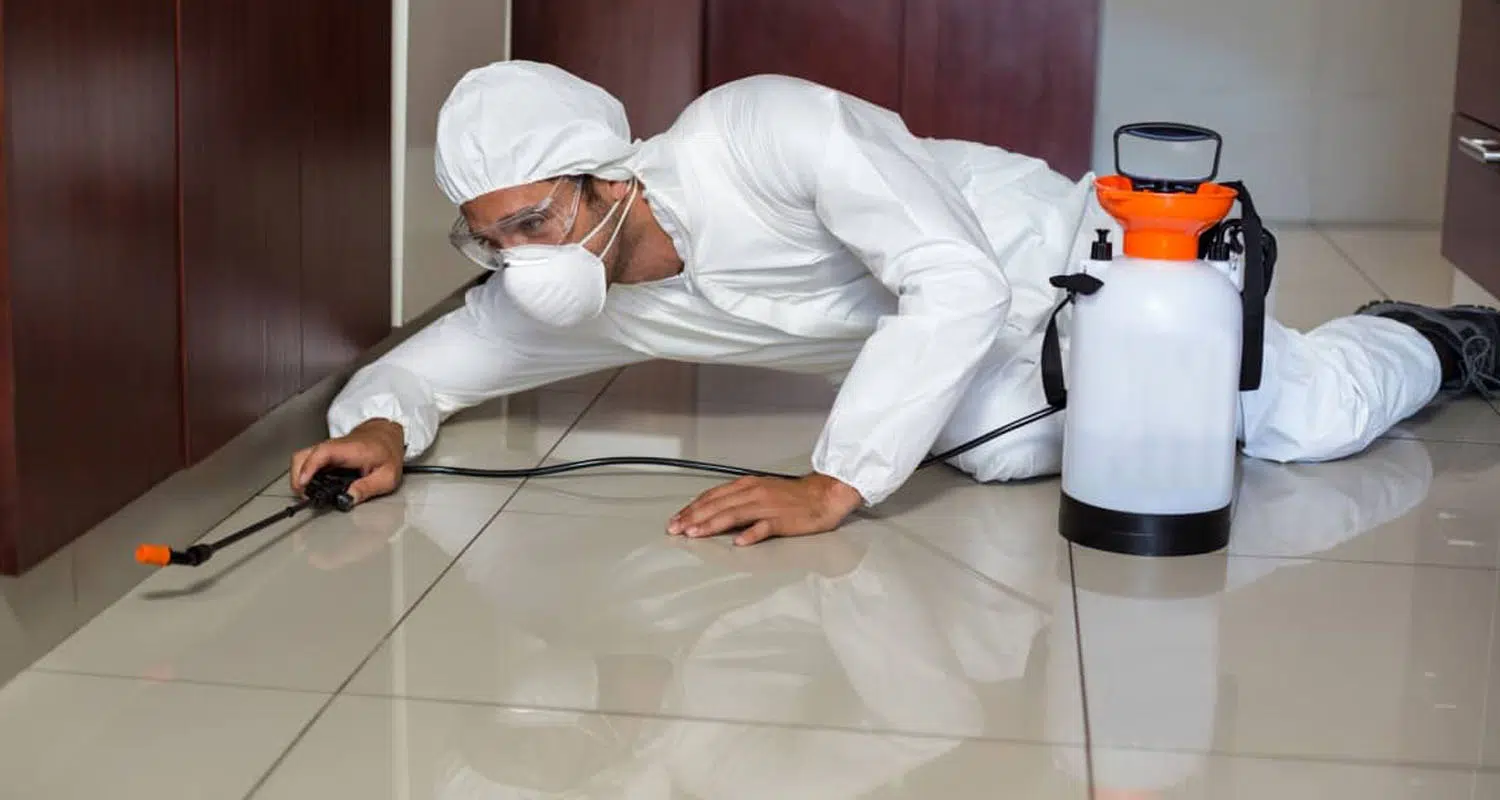 pest removal expert pest control hampshire