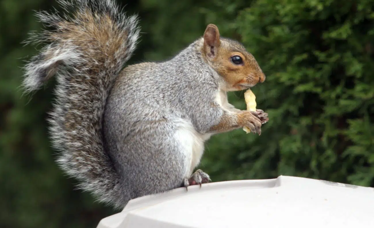 squirrels what makes them a pest bournemouth