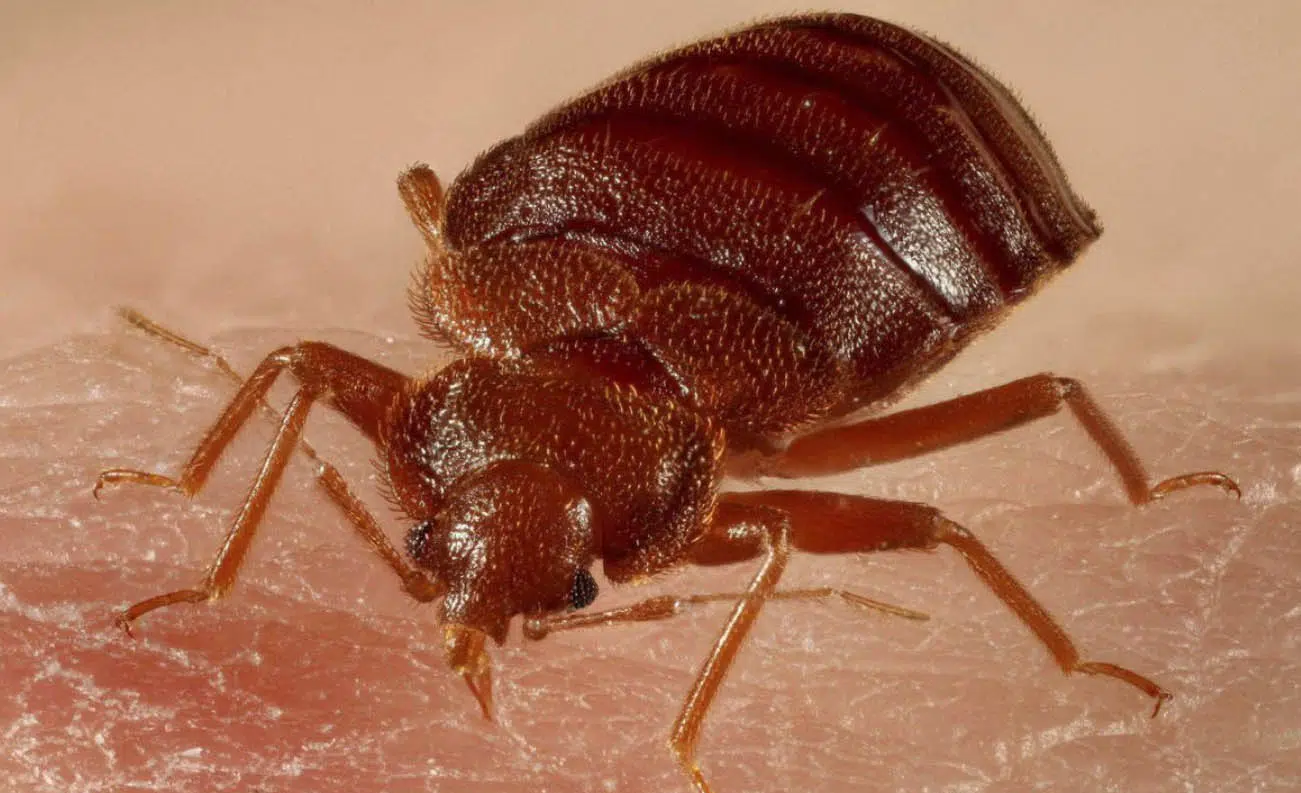 tips to keep bed bugs out the home bournemouth