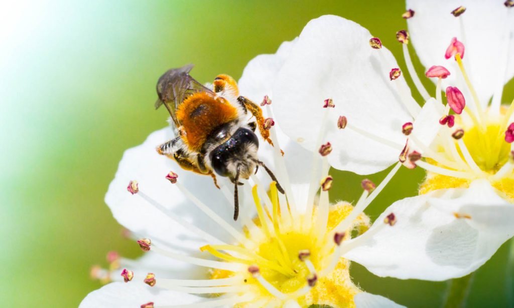 how to protect against summer pests bournemouth