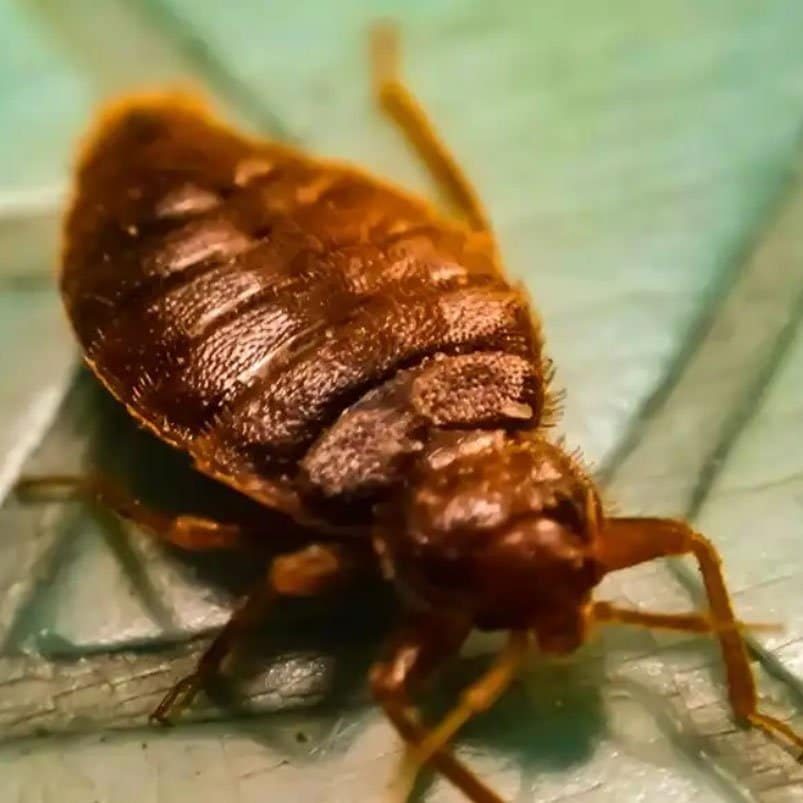 insect control bournemouth, poole, christchurch, wimborne, wareham, ferndown, highcliffe dorset hampshire