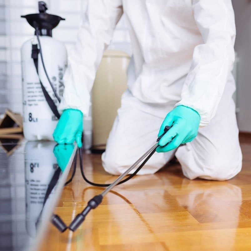 emergency pest control ferndown